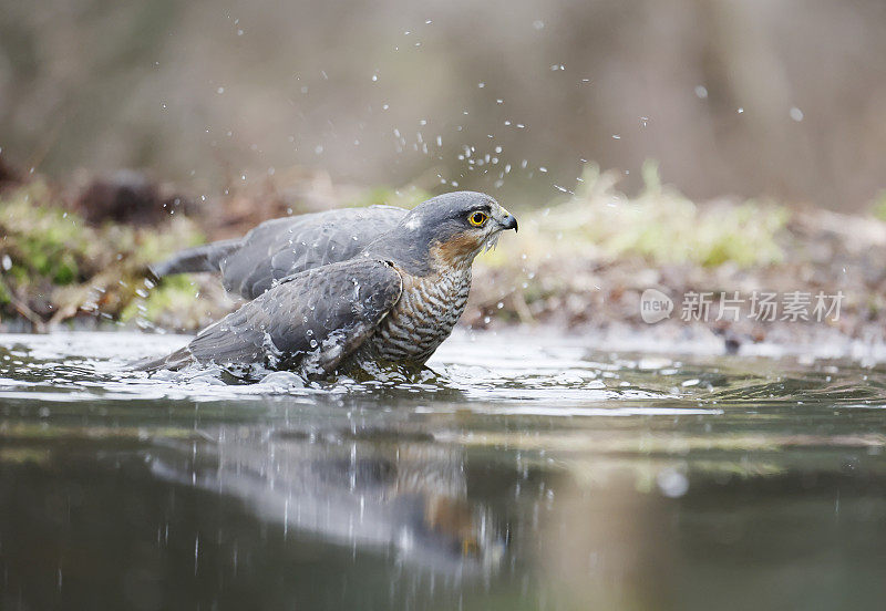 雀鹰(学名:Accipiter nisus